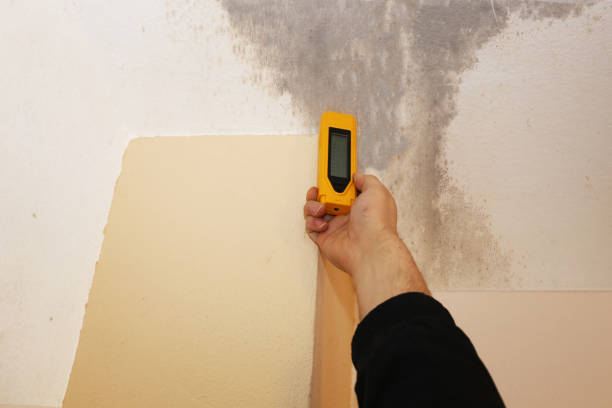 Best Crawl Space Mold Remediation  in Belle Glade, FL
