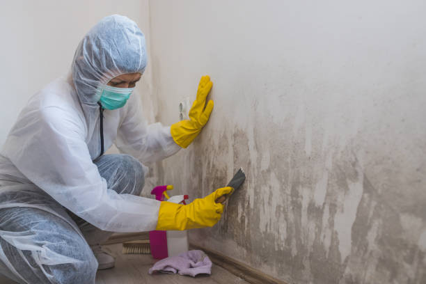 Best Attic Mold Removal  in Belle Glade, FL