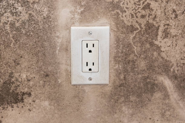 Best Post-Construction Mold Inspection  in Belle Glade, FL