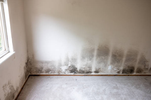 Best Dehumidification Services  in Belle Glade, FL