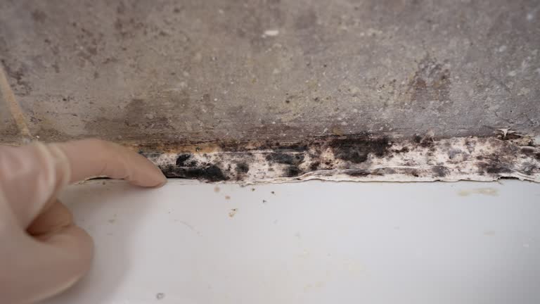 Best Real Estate Mold Inspection  in Belle Glade, FL